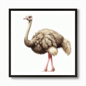 Ostrich 2 Art Print