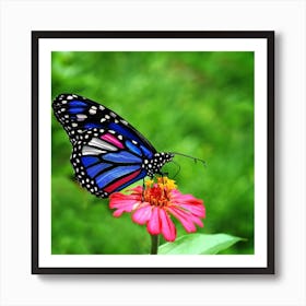 Butterfly On A Flower Art Print