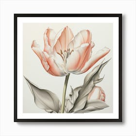 Pink Tulip Art Print