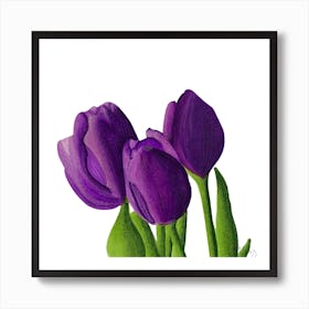 Purple Tulips Art Print