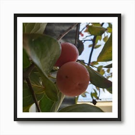 Two Plums On A Tree Art Print