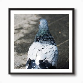 Pifeon Back Bird Square Gray Grey Italy Italia Italian photo photography art travel Art Print