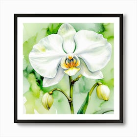 White Orchid Watercolor Painting Art Print