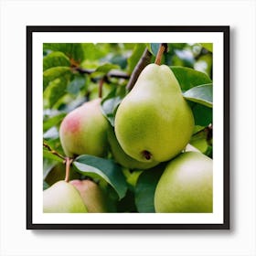 Pears On A Tree 1 Art Print