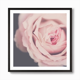 Rose Pink Art Print