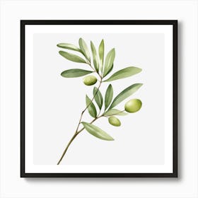 Olive Branch 2 Art Print