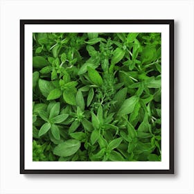 Close Up Of Fresh Herbs Art Print