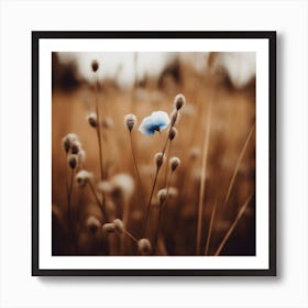 Blue Corn Flower No 6 Art Print