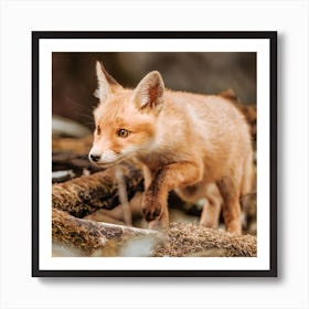 Red Fox Cub 1 Art Print