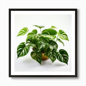 Golden Pothos Plant And White Background(2) Art Print