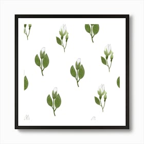 White rose buds Art Print