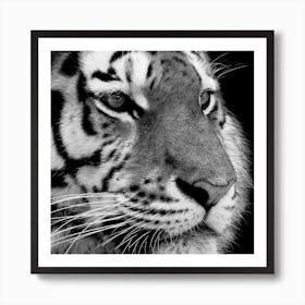 Tiger Black And White Square Art Print