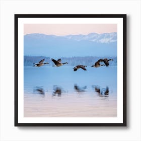 Canadian Geese In Flight Art Print