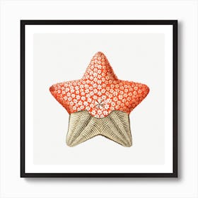 Vintage Starfish, Ernst Haeckel Art Print