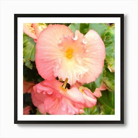 Begonia 6 Art Print