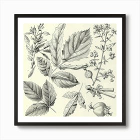 Botanical Illustration Of Plants Art Print