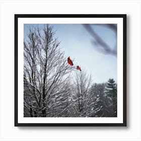 Firefly Beautiful, Winter, Day, Cardinal, Bird, Snowing, Snowy, Serene, Peaceful, Nature, Vibrant, R Art Print