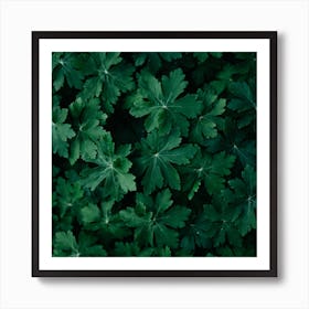 Lush Green Close Up  Colour Nature Photography Square Art Print