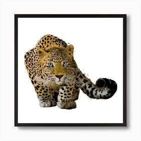 Leopard Stalking White Square Art Print