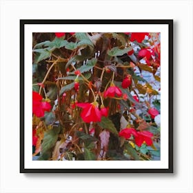 Begonia 29 Art Print