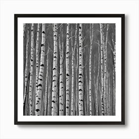 Birch Trees Art Print