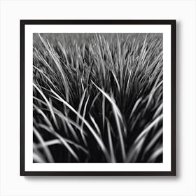 Grass Field In Black And White Art Print