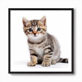 Kitten On White Background Art Print