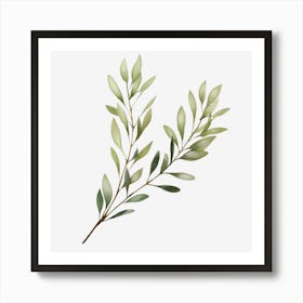 Eucalyptus 4 Art Print