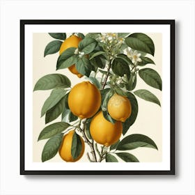 Default Vintage Redout 1 Citrus Bigaradia Art 2 Art Print