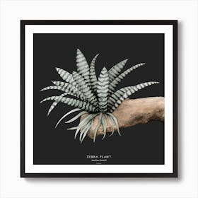 Zebra Plant Square Art Print