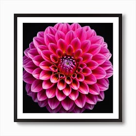 Vibrant pink dahlia flower Art Print