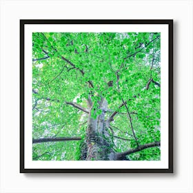 Tree In The Forest Botanical Photography Art Print