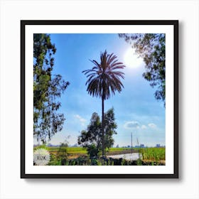 Palm Tree In The Field Art Print