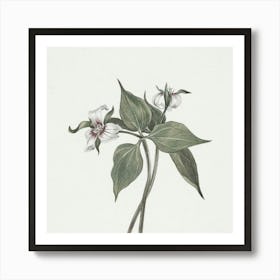 Trillium Art Print