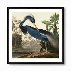 Blue Heron 1 Art Print