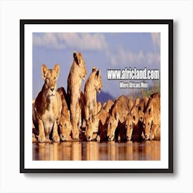 Lions At The Waterhole Art Print