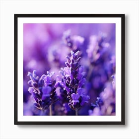 Lavender Flowers 16 Art Print