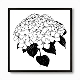 Hydrangea Art Print