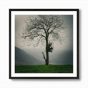 Lone Tree 23 Art Print