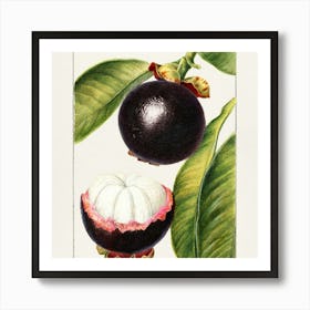 Guava Fruit Art Print