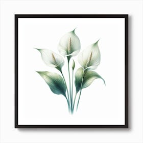 Flowers of Spathiphyllum 1 Art Print