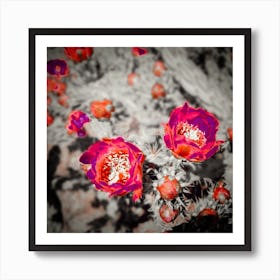 Cholla Roses Art Print