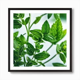 Close Up Of Green Leaves Art Print