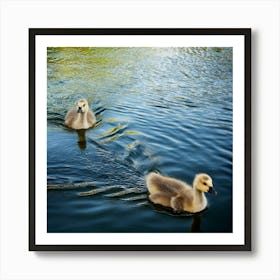 Swans Swimming In The Pond Art Print