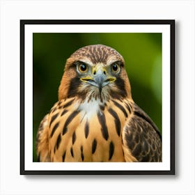 Hawk 123 Art Print