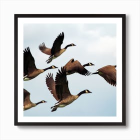 Canadian Geese In Flight Art Print