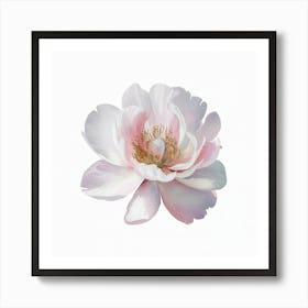 Peony Canvas Print Art Print