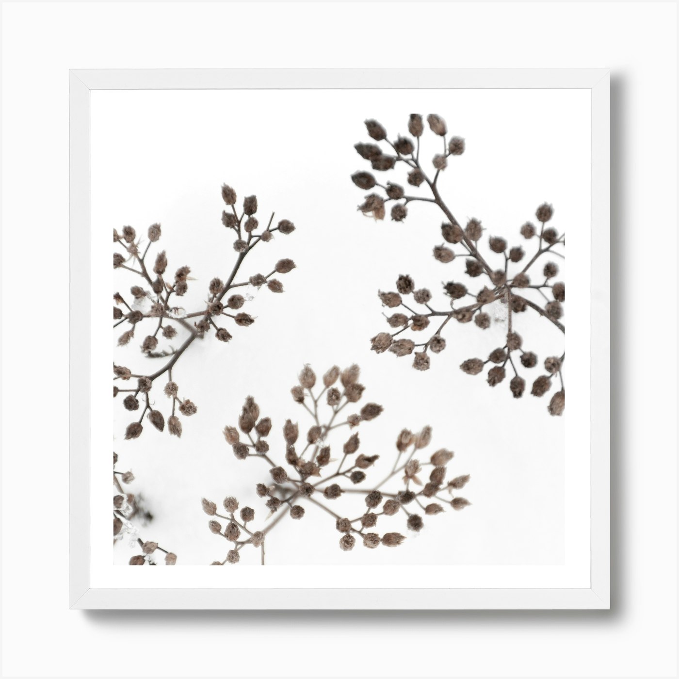 White winter flowers in the snow print by Studio Nahili