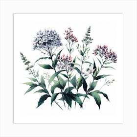 Flowers of Milkweed 2 Art Print