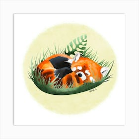 Panda roux Art Print